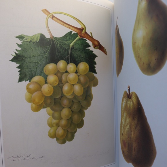 Vintage 1980's Botanical Art Book The Art Of The Plant World  Martyn Rix - Picture 14 of 16